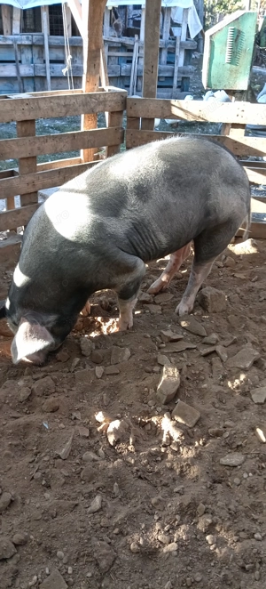 Porci, purcei  - imagine 4