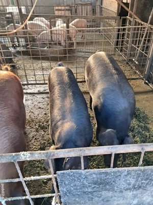 de vânzare  - imagine 2