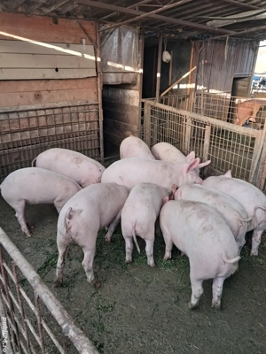 de vânzare  - imagine 3