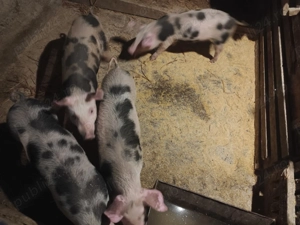 Purcei 12 săptămâni      - imagine 2 Purcei 12 săptămâni      - imagine 2