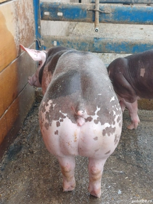 Purcei Pietrain Belgian  - imagine 5