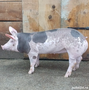 Purcei Pietrain Belgian 