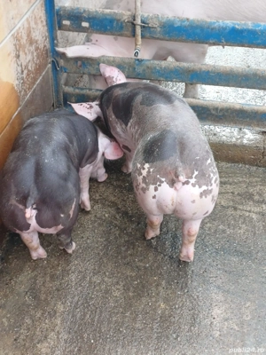 Purcei Pietrain Belgian  - imagine 3