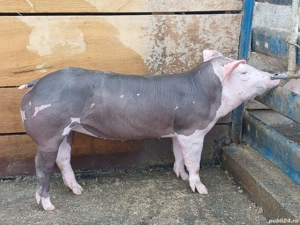 Purcei Pietrain Belgian  - imagine 2