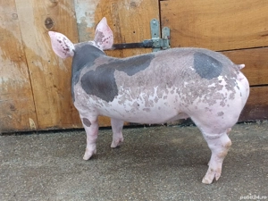 Purcei Pietrain Belgian  - imagine 4