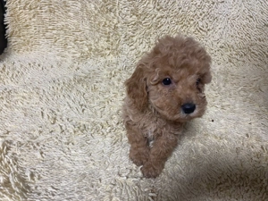 Poodle Pitic - imagine 4