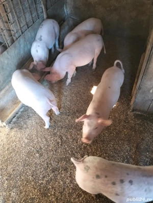 vând șoldani  - imagine 2