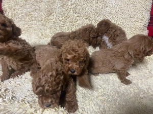 Poodle Pitic - imagine 2