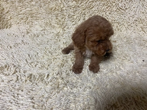 Poodle Pitic - imagine 5