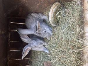 Urias german femele si masculi 