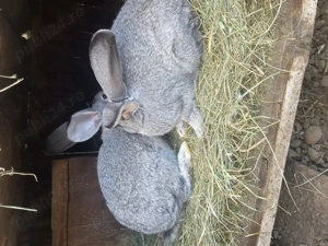 Urias german femele si masculi  - imagine 4