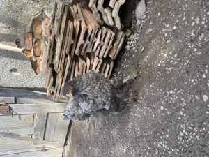 Brahma albastru familie 2+1