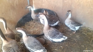 Gaste americane rasa pura 2 ani