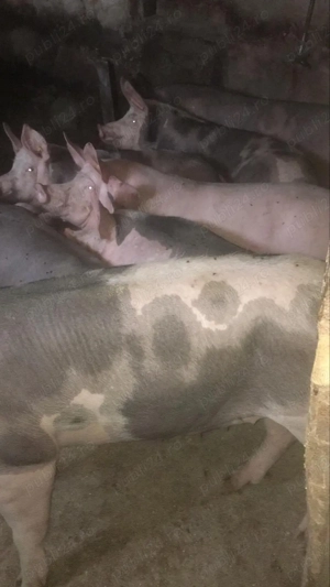 Porci de carne de vânzare 