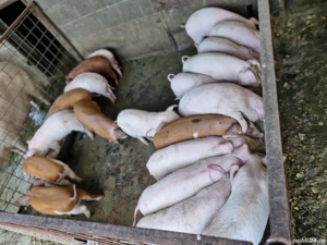 Gata de plecare - imagine 3