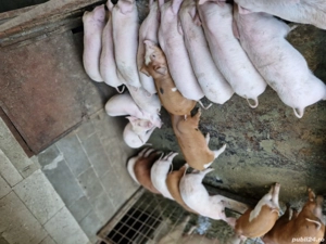 Gata de plecare - imagine 2