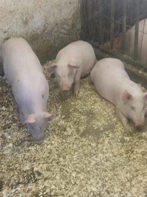 Vând purcei de 10 săptămâni 