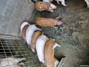 Gata de plecare - imagine 4