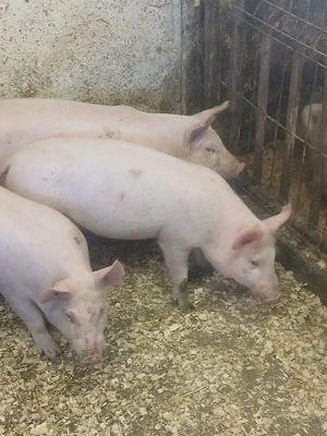 Vând purcei de 10 săptămâni  - imagine 2