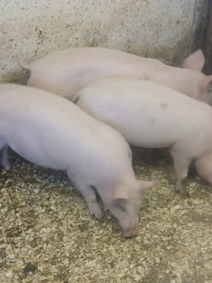 Vând purcei de 10 săptămâni  - imagine 3