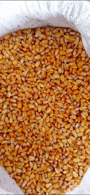 Porumb boabe.Productie 2024