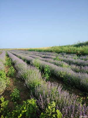 vand saculeti cu lavanda uscata - imagine 5