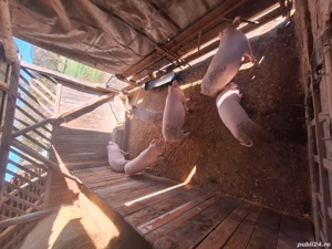 Vând porci grași  - imagine 2 Vând porci grași  - imagine 2