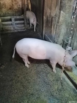 Vând o Grăsună de aprox 65,70 de kg 