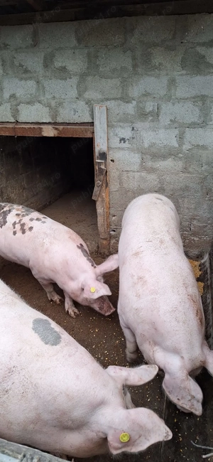 Porci de vanzare pentru Craciun - imagine 3