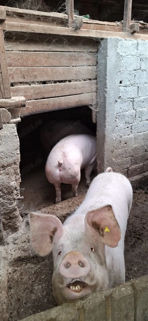 Porci de vanzare pentru Craciun - imagine 2