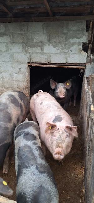 Porci de vanzare pentru Craciun