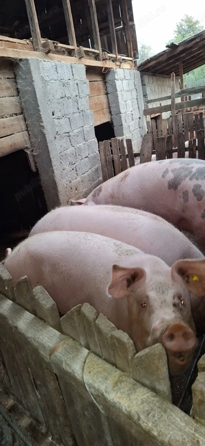Porci de vanzare pentru Craciun - imagine 4
