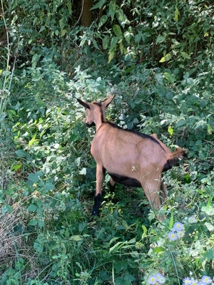 Vand ieduta alpina franceza  - imagine 4