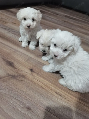 Cățeluși Bichon Maltez - imagine 2