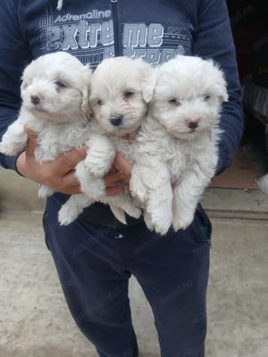 Cățeluși Bichon Maltez