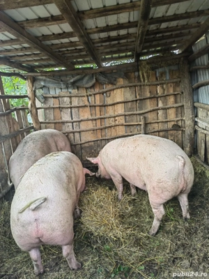 de vânzare  - imagine 2 de vânzare  - imagine 2