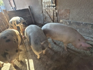 Vând porci grași  - imagine 2