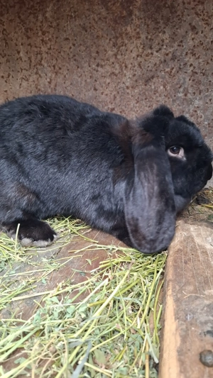 Iepuroaică berbec german  - imagine 2