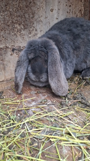 Iepuroaică berbec german 