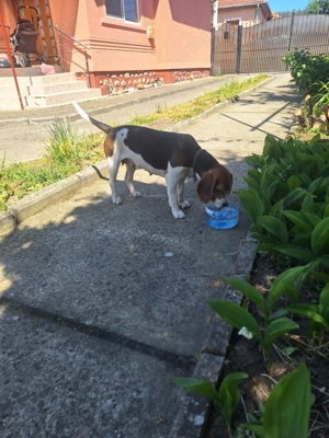 Vând cățelușe Beagle  - imagine 2 Vând cățelușe Beagle  - imagine 2