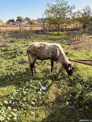 Vand berbec rasa carabas - imagine 3