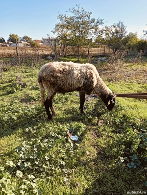 Vand berbec rasa carabas - imagine 2