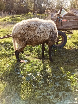 Vand berbec rasa carabas