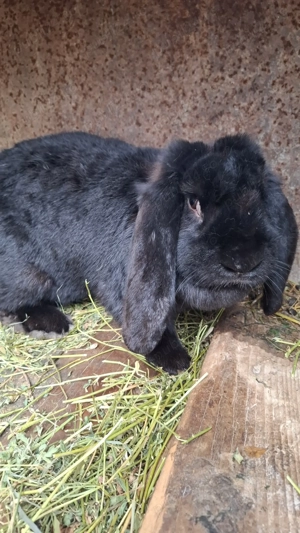 Iepuroaică berbec german  - imagine 3