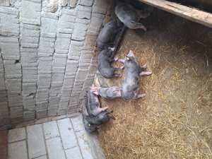 Vând purcei de 6 săptămâni  - imagine 2