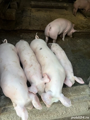 Vand purcei Pietran Belgian - imagine 4