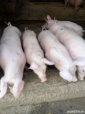 Vand purcei Pietran Belgian - imagine 2