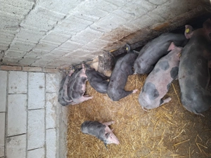 Vând purcei de 6 săptămâni 