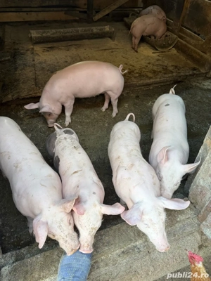 Vand purcei Pietran Belgian - imagine 3