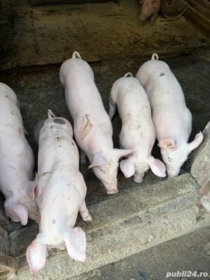 Vand purcei Pietran Belgian - imagine 5